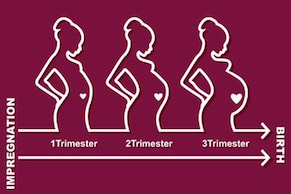 GP Shared maternity Care in The Three trimesters of pregnancy